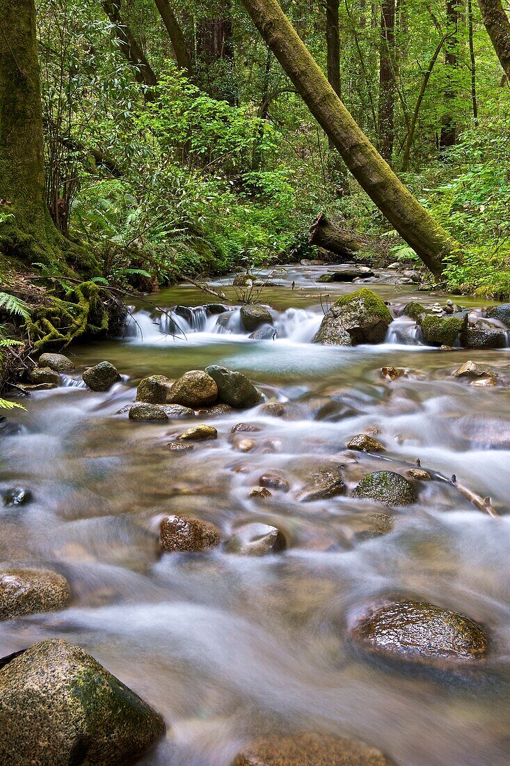 A river running through a forest in Santa Cruz, CA