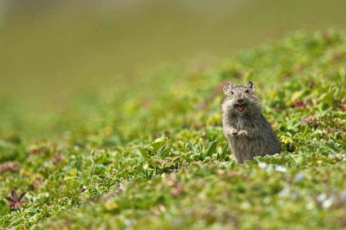 Extremely abundant in the Ethiopian highlands the Blick´s grass rat is another staple of the Ethiopian wolfs diet