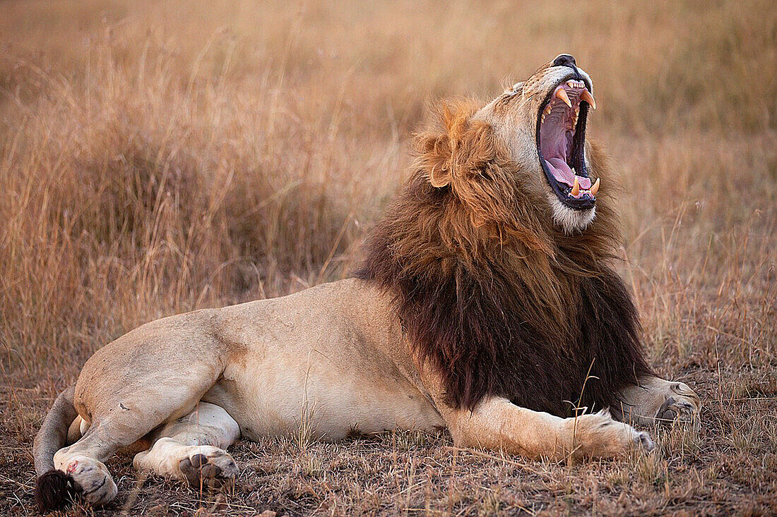 yawning Lion Panthera leo lying in savannah at dusk, Masai Mara, Kenya