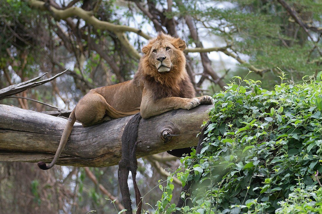 male Lion Panthera leo lying on tree, Lake Nakuru National Park, Kenya