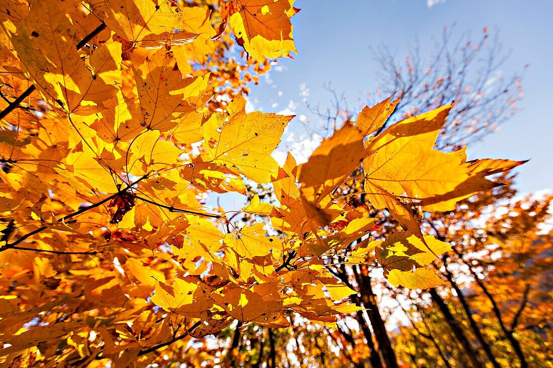 Colorful autumn foliage as leaves change colors along the Blue Ridge National Park near Asheville, North Carolina