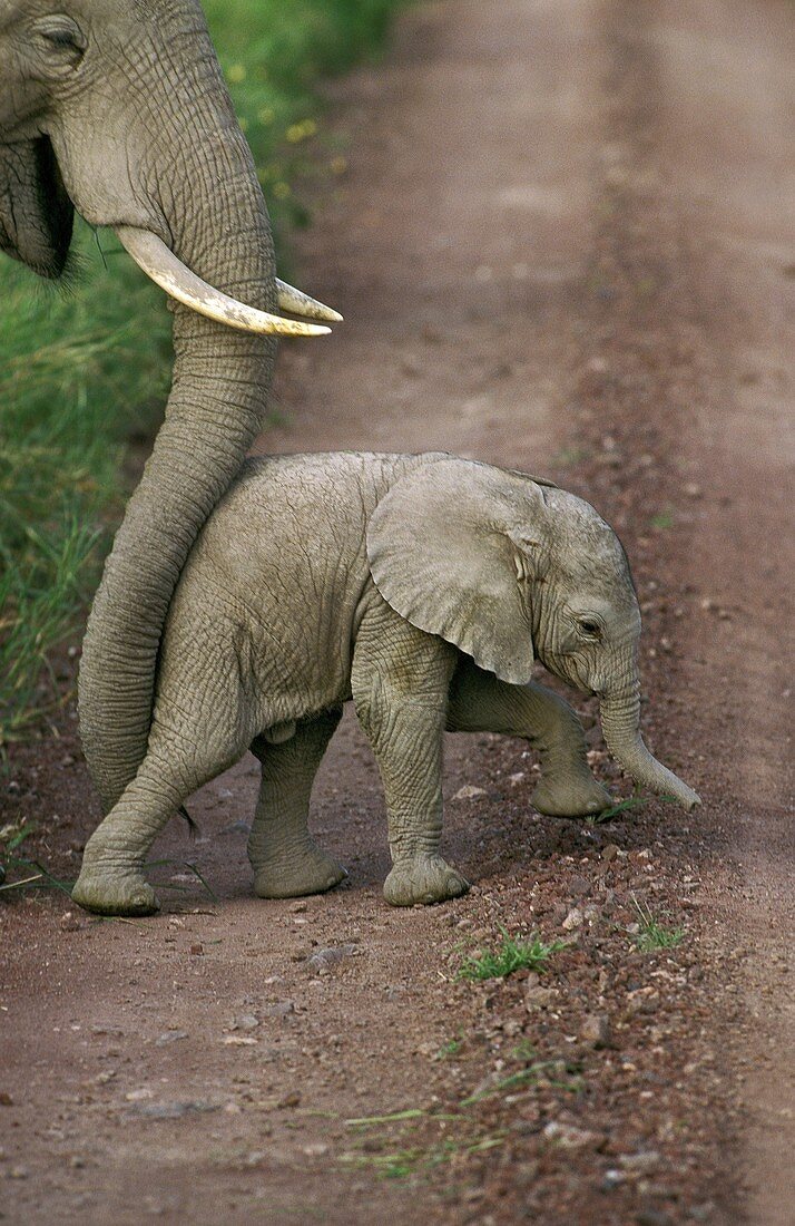 African Elephant, loxodonta africana, Mother pushing Calf with Trump, Amboseli park in Kenya