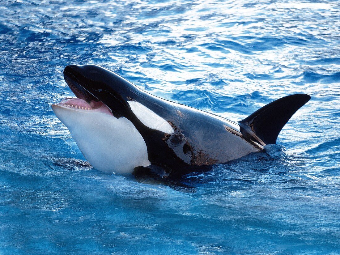 killer whale jumping mouth open