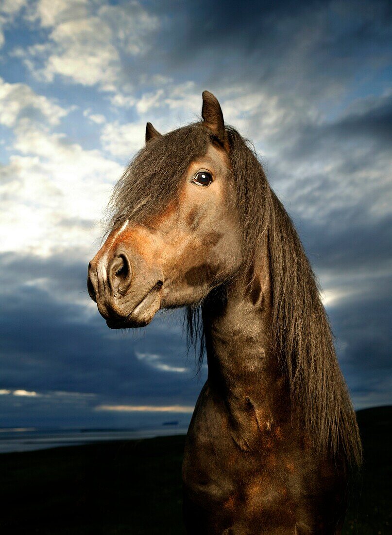 Portrait of Horse  Icelandic purebred horse, Iceland