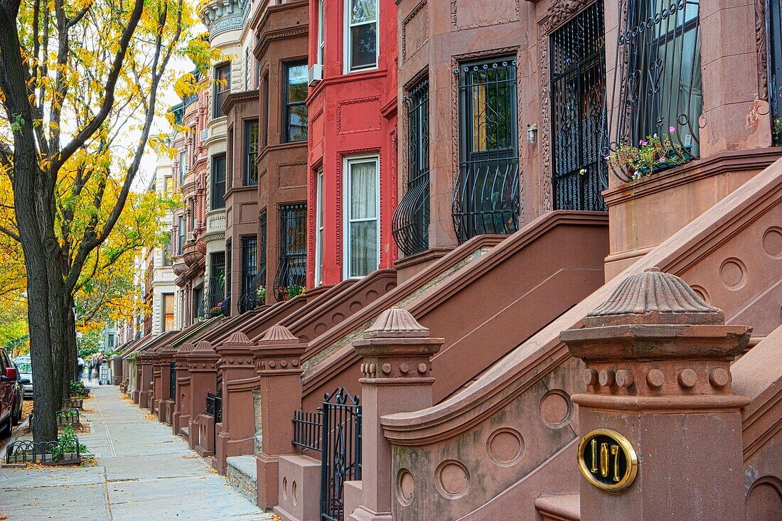 Harlem Row Houses in Autumn, New York City, New York, USA