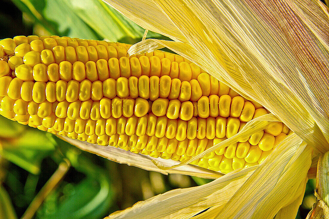 Corn in a corn field, Asturias, Spain