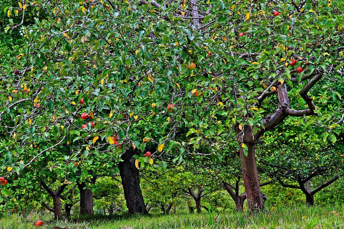 Apple tress, Asturias, Spain