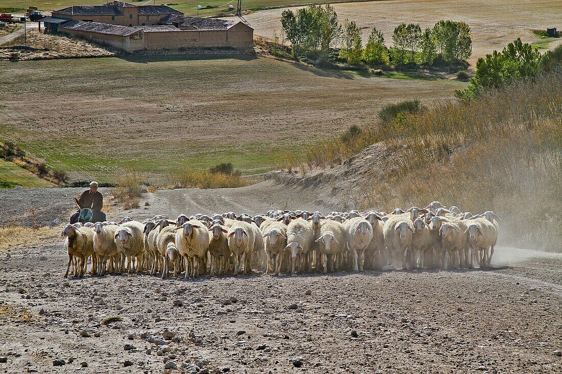 Flock sheep, dogs, and Shepherd riding a donkey , near Urueña, Castile and León, Spain