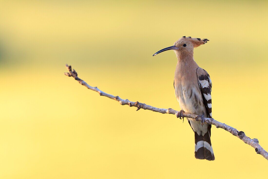 Common Hoopoe Upupa epops with prey in its beak  Lleida  Catalonia  Spain