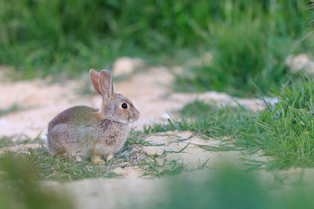 Young European Rabbit Oryctolagus cuniculus feeding on grass  Lleida  Catalonia  Spain