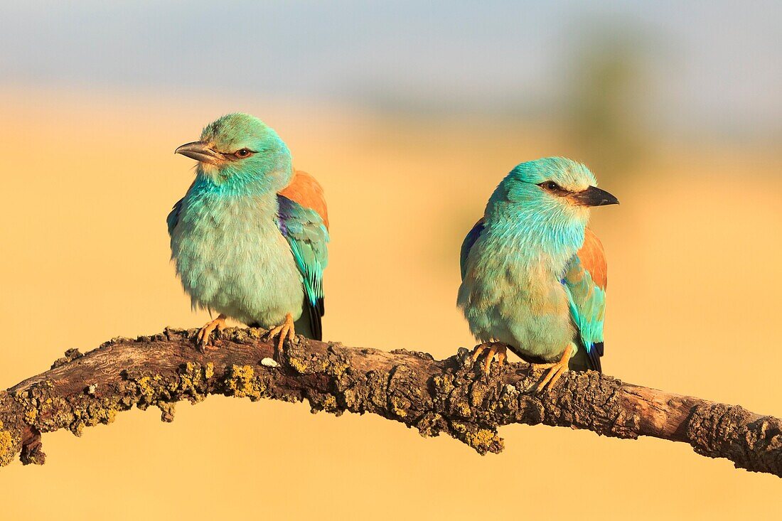 European Roller Coracias garrulus pair perched on branch  Lleida  Catalonia  Spain