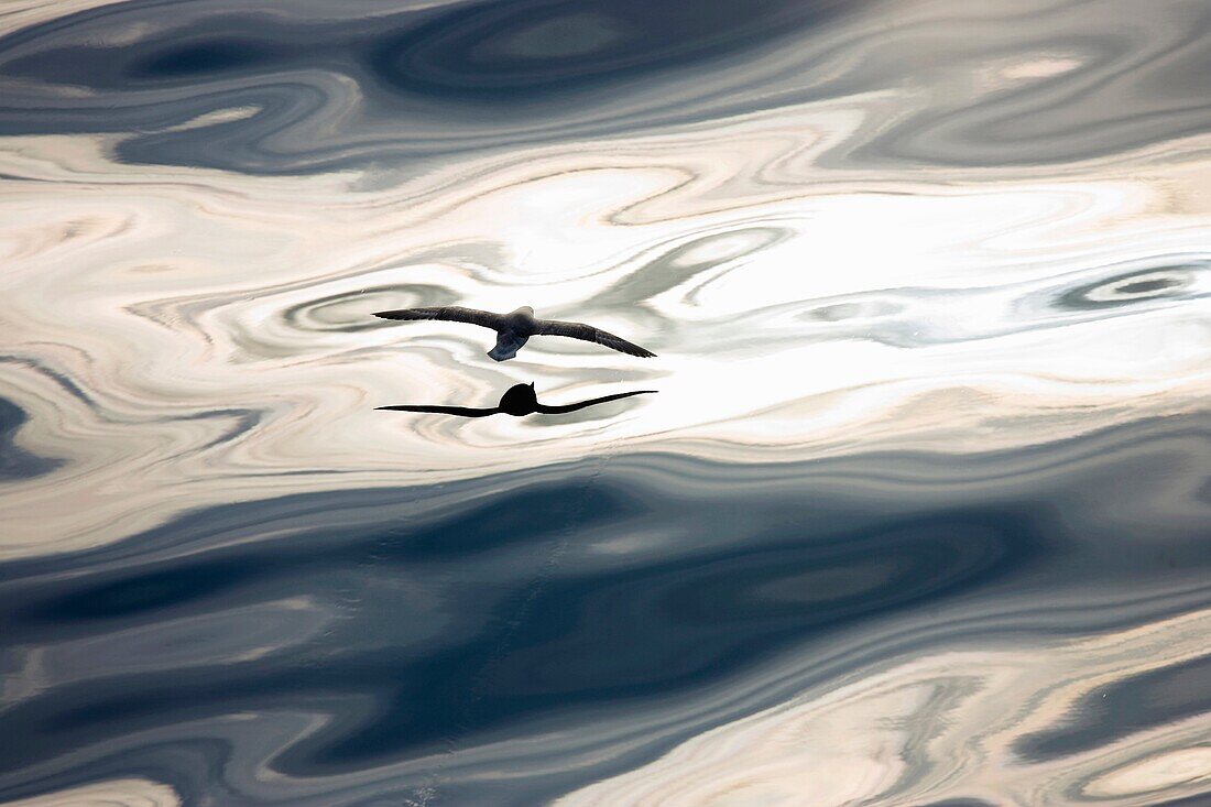 Northern Fulmar Fulmarus glacialis at sea offshore from Svalbard Spitsbergen in the Norwegian Arctic