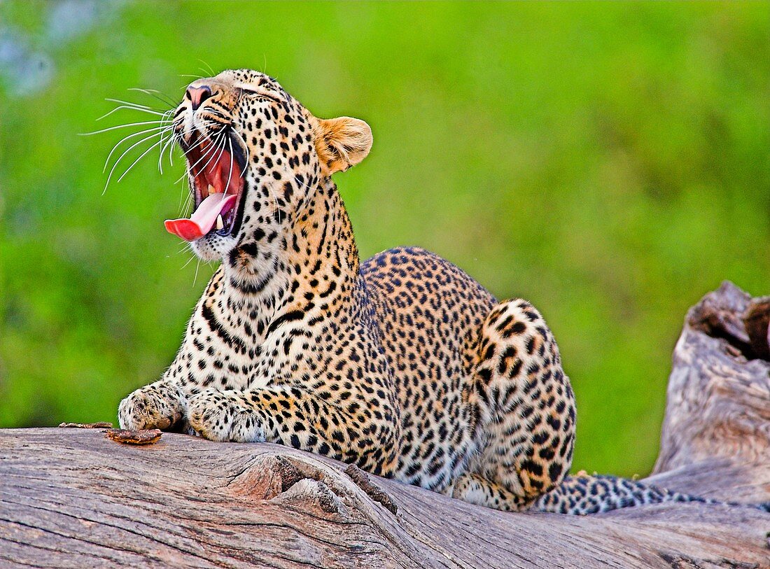 Leopard Panthera pardus sat yawning on dead tree in Samburu National Park, Kenya showing detailed view of teeth and whiskers