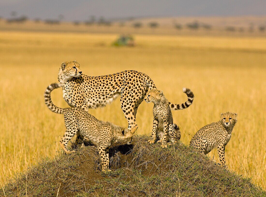Adult female Cheetah Acinonyx jubatus with three cubs on termite mound, Masai Mara, Kenya