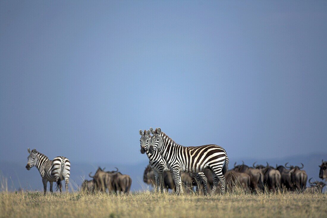 Group of Plain´s Zebra also known as Common Zebra or Burchell´s Zebra Equus quagga previously known as Equus burchelli, in front of herd of Wildebeeste Connochaetes taurinus on Masai Mara, Kenya