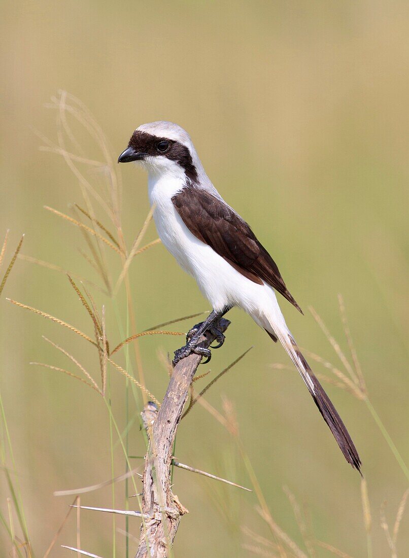 Grey Backed Fiscal Lanius excubitoroides perched on dry branch