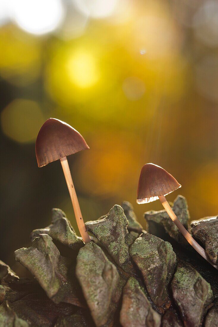 Mushroom growing on pine at Lousã Mountain, Portugal