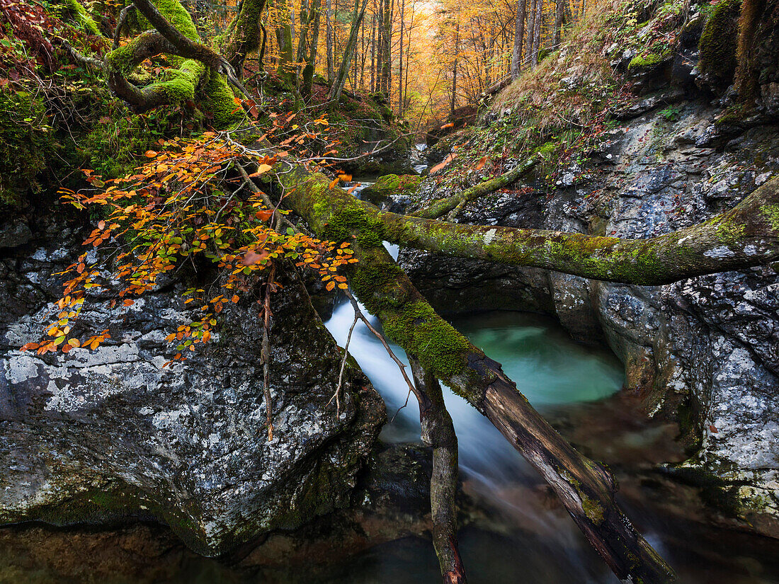 Umgestürzte Buche über den Kalkfelsen des tief eingeschnittenen Gebirgsbaches Suha im Nationalpark Triglav, Gorenjska, Slowenien