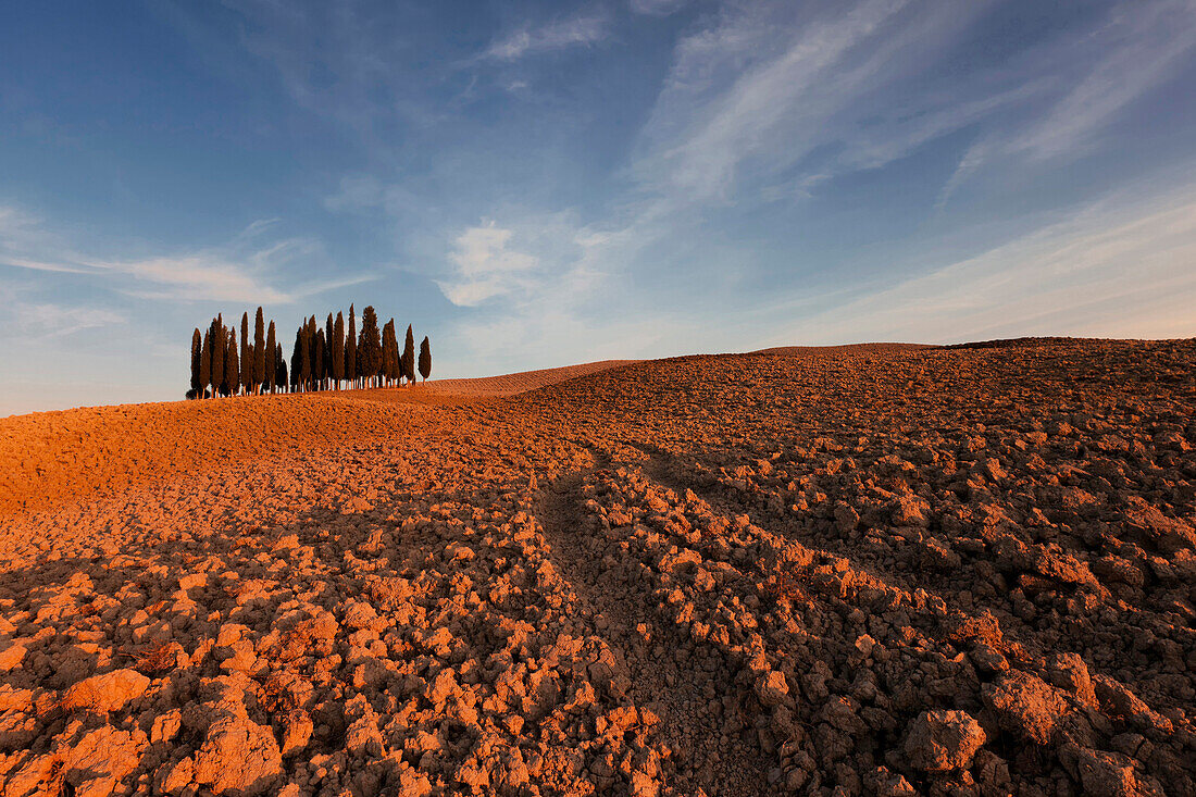 Sunset over a plowed field with a cypress grove in Val d'Orsia south of Siena, Tuscany, Italy