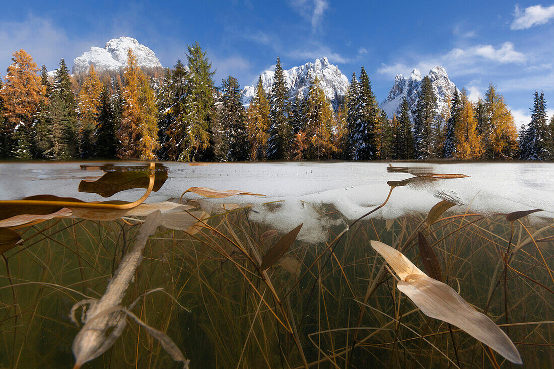 Blick unter die Eisschicht mit bizarrem Gewirr der Wasserpflanzen im Lago d’Antorno vor den Gipfeln der Cadini di Misurina in den Sextiner Dolomiten, Belluno, Südtirol, Italien