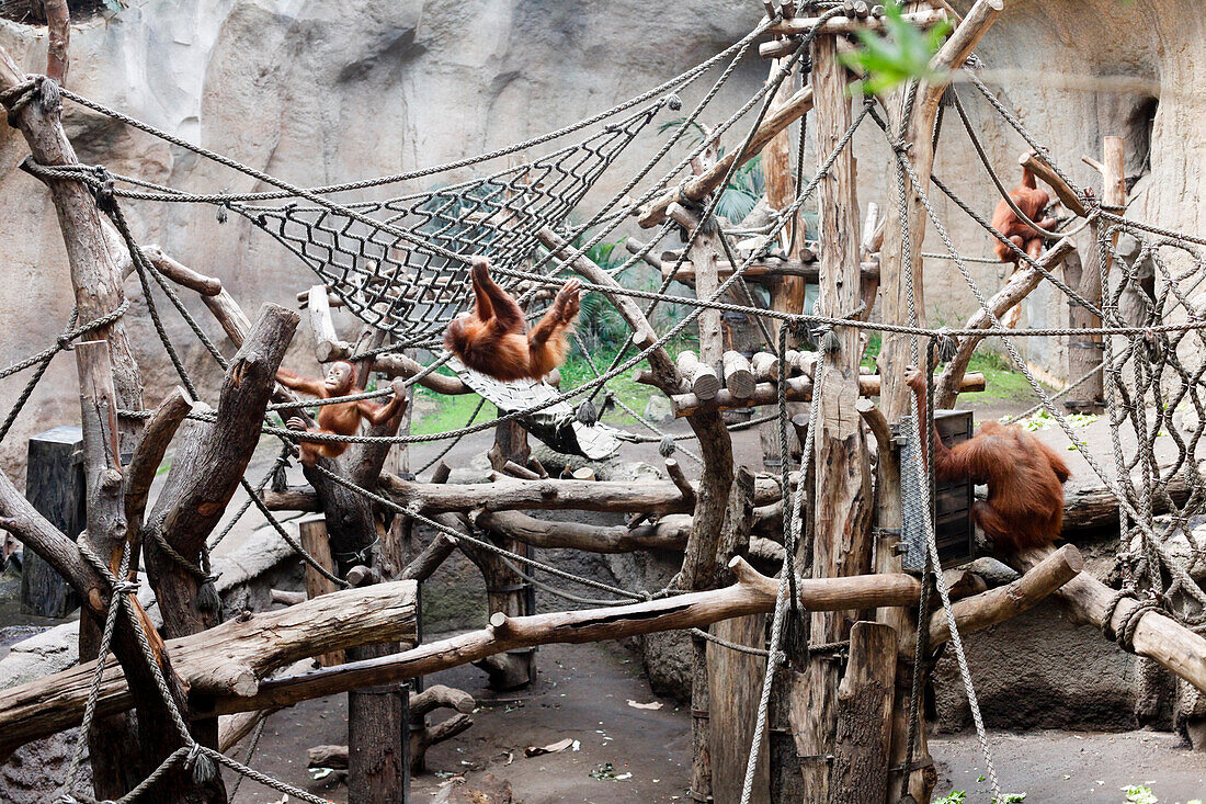 Sumatra orangutans, Pongoland, Zoo Leipzig, Saxony, Germany