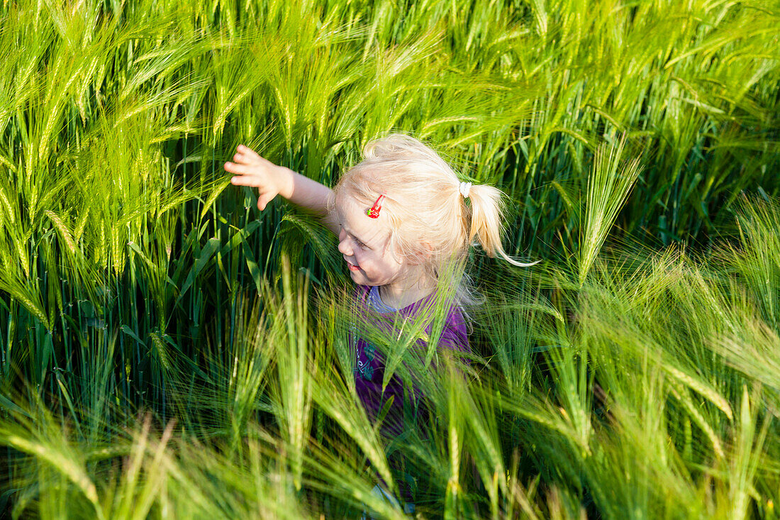 Girl (3 years) inside a green barley field, near Leipzig, Saxony, Germany