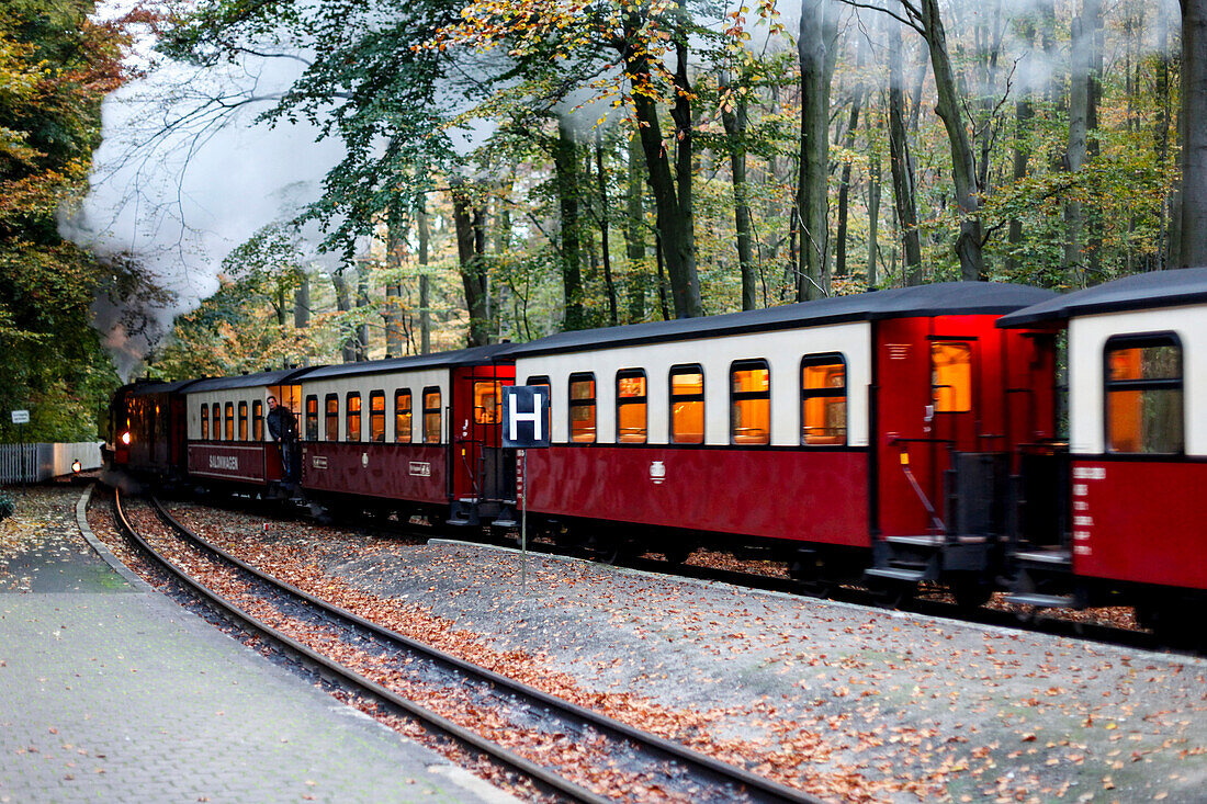 Molli railway between Bad Doberan and Heiligendamm, Mecklenburg-Western Pomerania, Germany