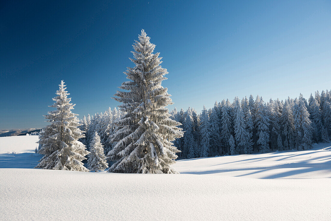 Snow covered trees, Schauinsland, near Freiburg im Breisgau, Black Forest, Baden-Wuerttemberg, Germany