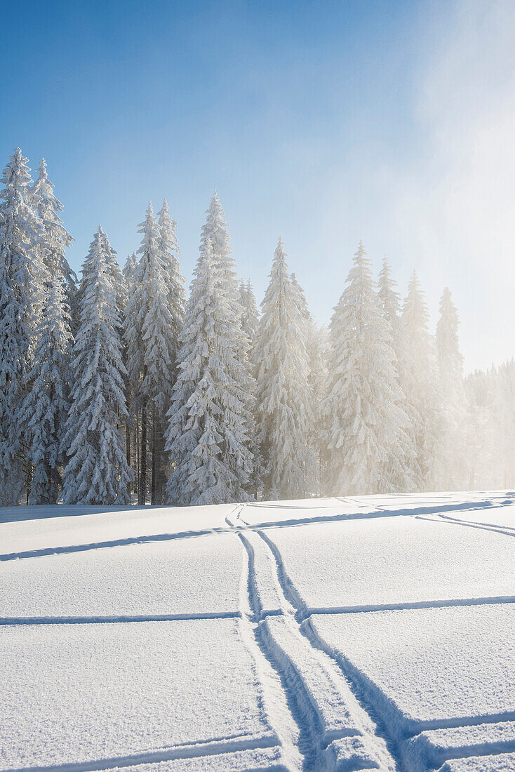 Schneebedeckte Tannen und Langlaufspuren, Schauinsland, nahe Freiburg im Breisgau, Schwarzwald, Baden-Württemberg, Deutschland