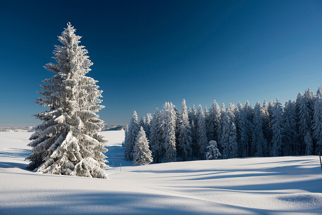 Snow covered trees, Schauinsland, near Freiburg im Breisgau, Black Forest, Baden-Wuerttemberg, Germany