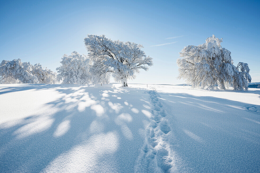 Footprints in fresh snow and snow covered trees, Schauinsland, near Freiburg im Breisgau, Black Forest, Baden-Wuerttemberg, Germany