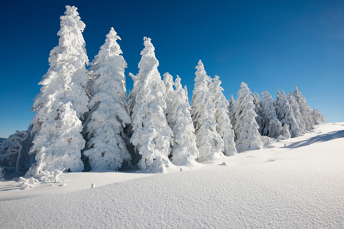 Schneebedeckte Tannen, Schauinsland, nahe Freiburg im Breisgau, Schwarzwald, Baden-Württemberg, Deutschland