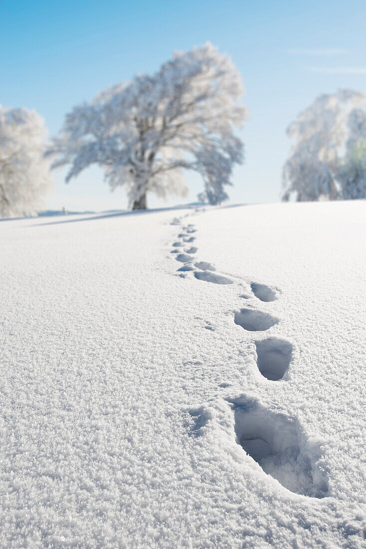 Footprints in fresh snow and snow covered trees, Schauinsland, near Freiburg im Breisgau, Black Forest, Baden-Wuerttemberg, Germany