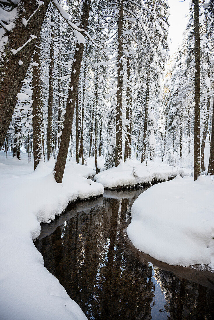 Schneebedeckte Tannen und Bach, Zauberwald, Bernau, Schwarzwald, Baden-Württemberg, Deutschland