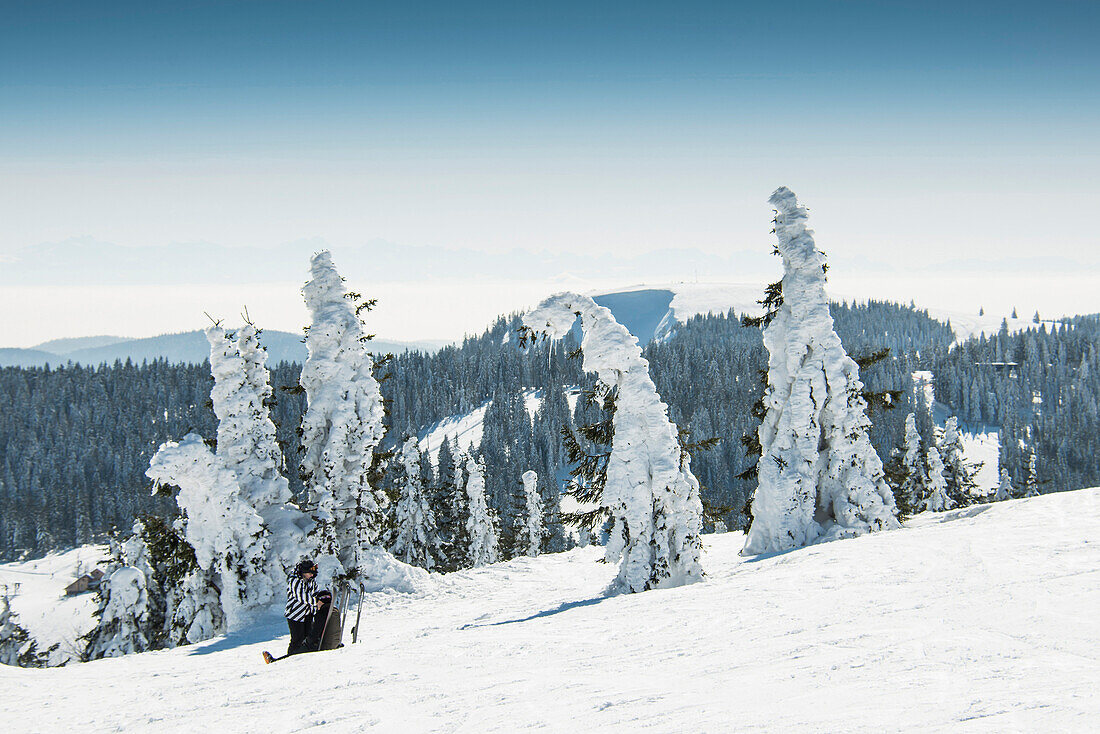 Snow covered fir trees and skier, Feldberg, Black Forest, Baden-Wuerttemberg, Germany