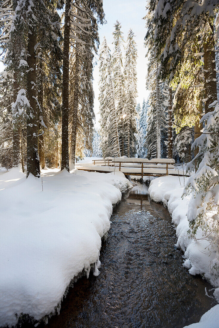 Snow covered trees and small stream, Bernau, Black Forest, Baden-Wuerttemberg, Germany