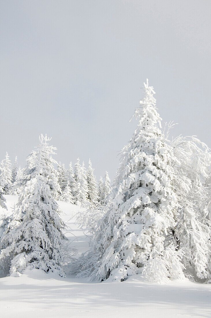 Schneebedeckte Tannen, Schauinsland, nahe Freiburg im Breisgau, Schwarzwald, Baden-Württemberg, Deutschland