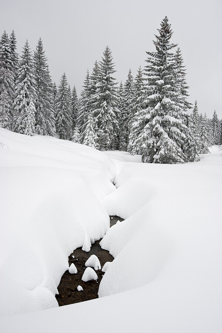 Snow covered trees, Schauinsland, near Freiburg im Breisgau, Black Forest, Baden-Wuerttemberg, Germany