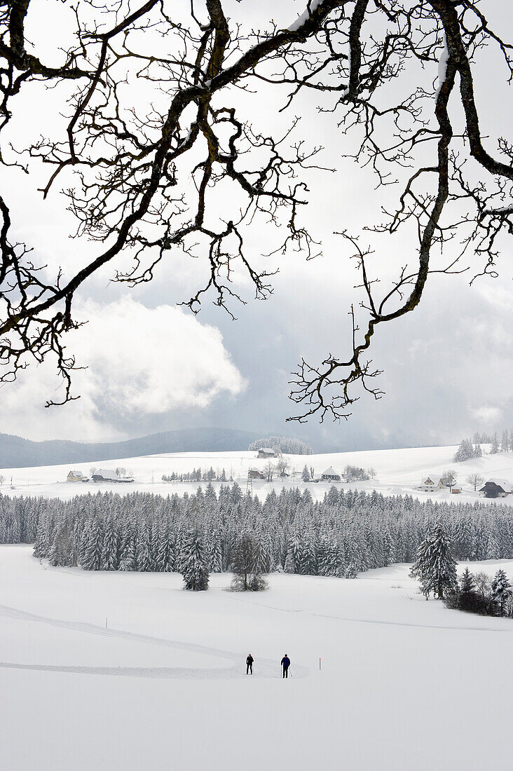 Cross-country skier near Breitnau, near Hinterzarten, Black Forest, Baden-Wuerttemberg, Germany