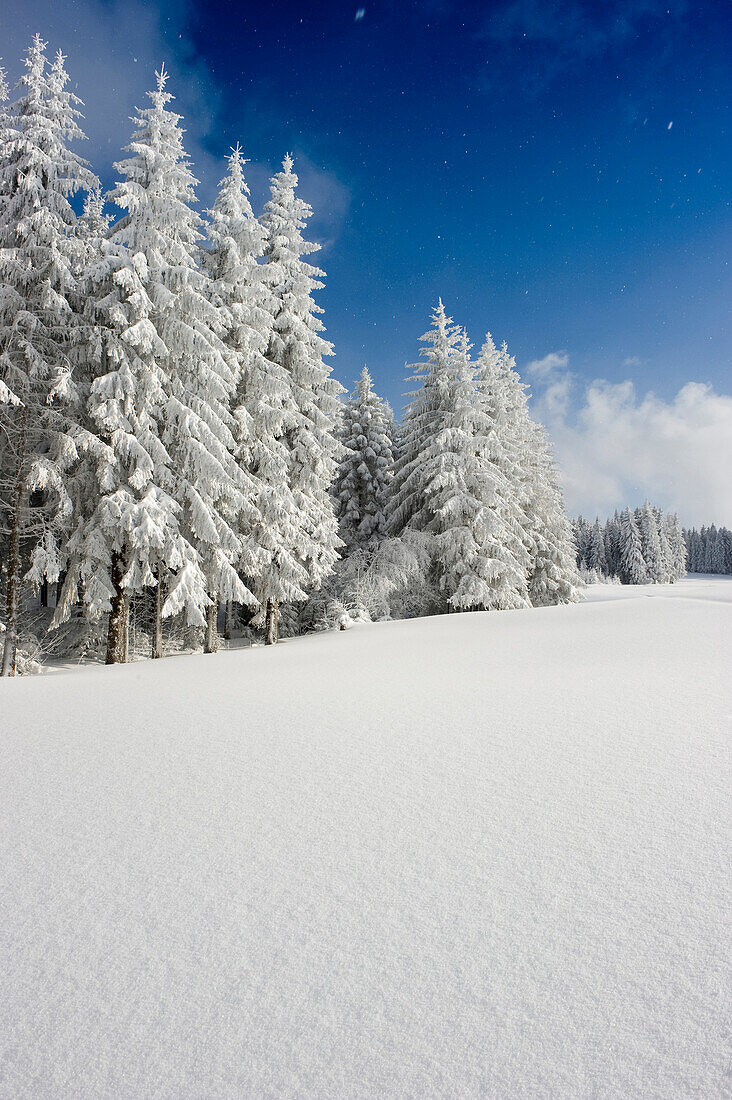 Schneebedeckte Tannen am Thurner, Nähe Hinterzarten, Schwarzwald, Baden-Württemberg, Deutschland