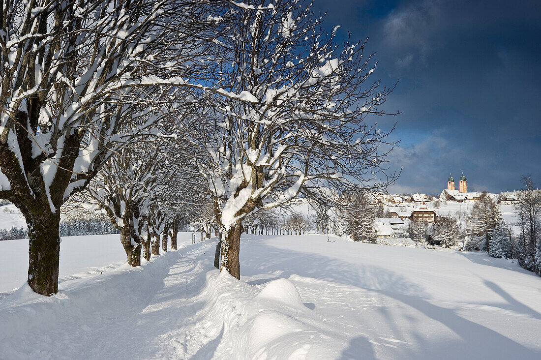 Schneebedeckte Bäume bei St Märgen, Schwarzwald, Baden-Württemberg, Deutschland
