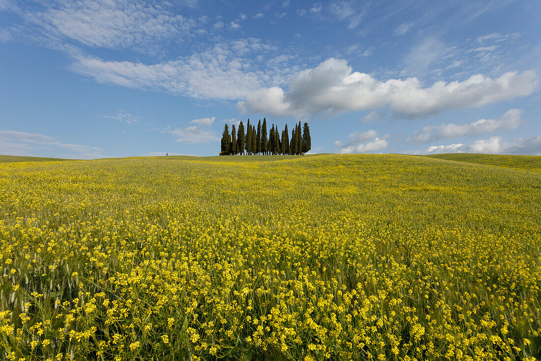 Typical Tuscan landscape with cypress grove and yellow rape field, canola field near San Quirico d´Orcia, Val d'Orcia, Orcia valley, UNESCO World Heritage Site, province of Siena, Tuscany, Italy, Europe