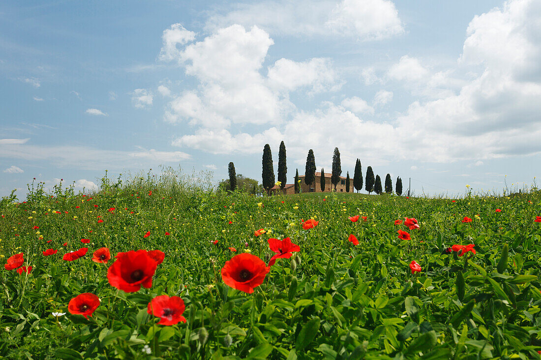 Landhaus mit Zypressen umgeben von Mohn, Val d'Orcia, UNESCO Weltkulturerbe, bei Pienza, Provinz Siena, Toskana, Italien, Europa