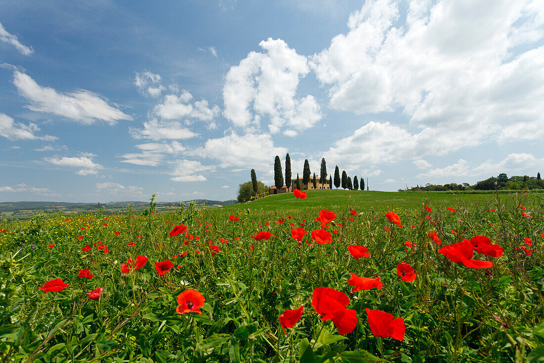 Landhaus mit Zypressen umgeben von Mohn, Val d'Orcia, UNESCO Weltkulturerbe, bei Pienza, Provinz Siena, Toskana, Italien, Europa