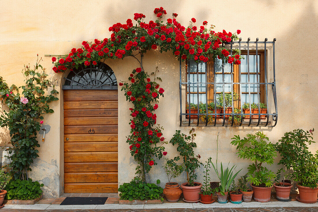 Door with roses, Montepulciano, province of Siena, Tuscany, Italy, Europe