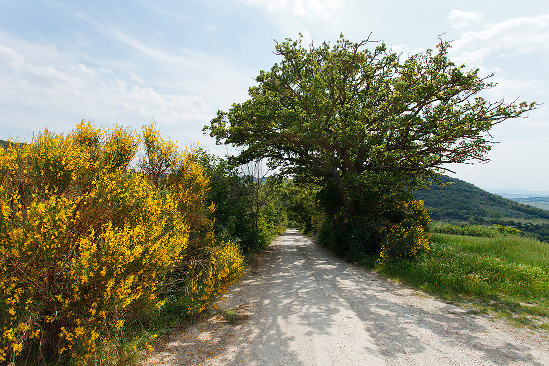 Wanderweg, ungeteerte Strasse mit Steineiche und Ginster, bei Montichiello, Val d'Orcia, UNESCO Weltkulturerbe, Provinz Siena, Toskana, Italien, Europa