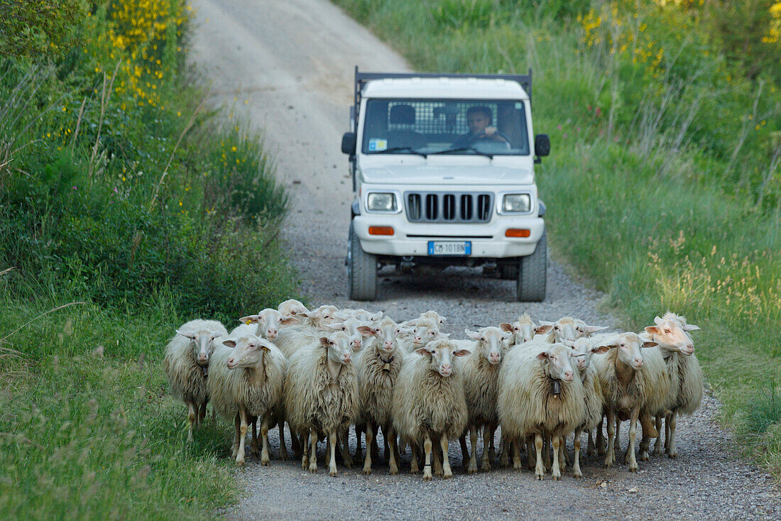 Flock of sheep in front of a car near Asciano, Orcia valley, Val d'Orcia, UNESCO World Heritage Site, province of Siena, Tuscany, Italy, Europe