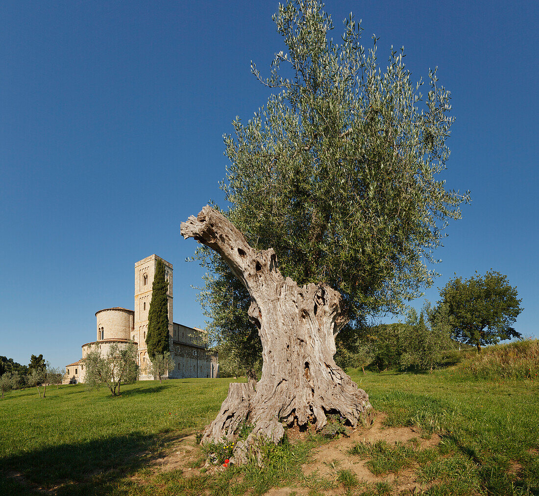 Olivenbaum in der Nähe von Abbazia di Sant Antimo, Kloster, San Antimo, 12.Jhd., Romanische Architektur, bei Montalcino, Provinz Siena, Toskana, Italien, Europa