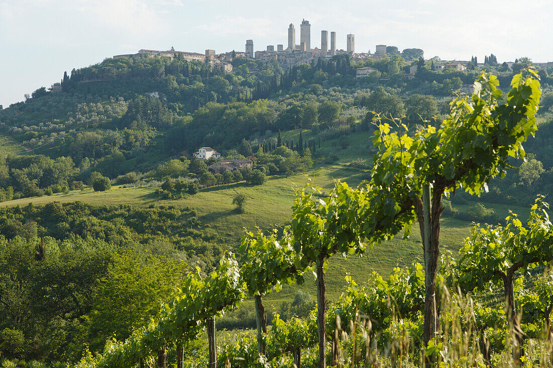 Vineyard and view of the town with towers, San Gimignano, hill town, UNESCO World Heritage Site, province of Siena, Tuscany, Italy, Europe