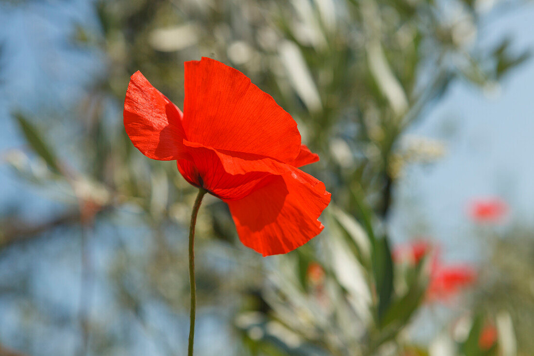 Red poppy in front of an olive tree, Tuscany, Italy, Europe